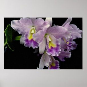 Härlig Orchid, cattleya (labiataen för ariel x) Poster