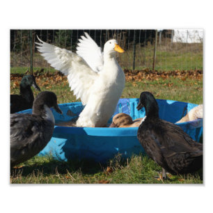 Härlig Pekin anka Fototryck