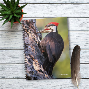 Härlig Pileated hackspett på träd Anteckningsbok