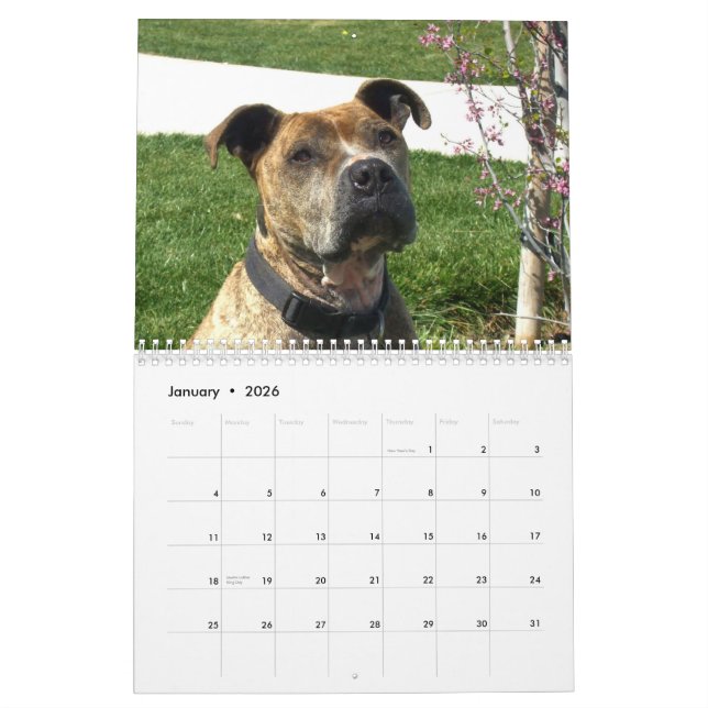 Härlig Pitbulls 2014 hundkalender Kalender (Jan 2026)