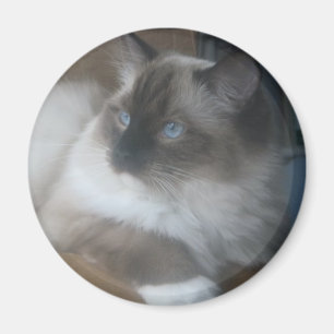 Härlig Ragdoll Hymalayan katt som utanför stirra Magnet