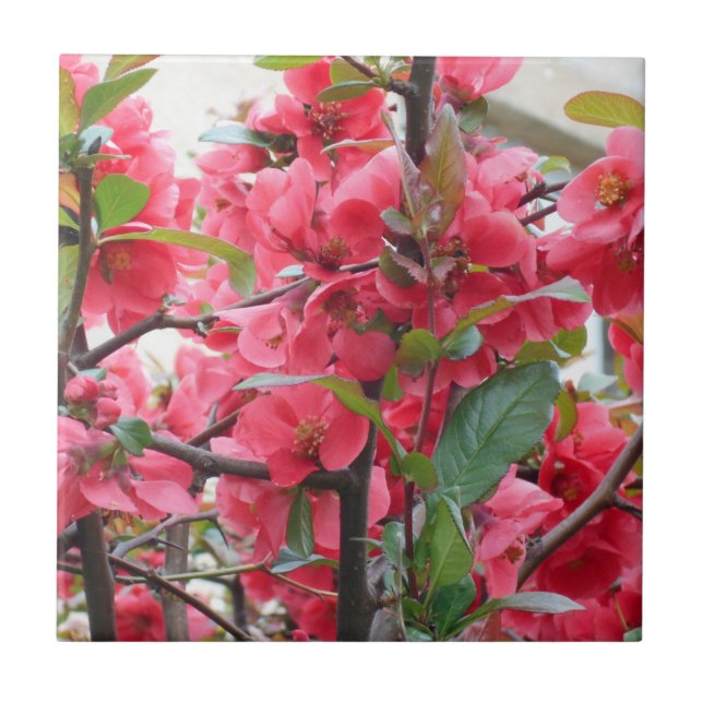Härlig röd japansk Quince Kakelplatta (Framsidan)