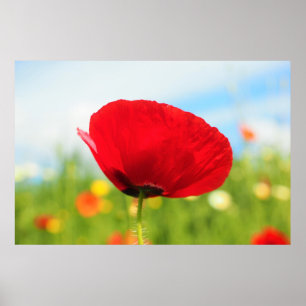 Härlig röd vallmoblomma poster