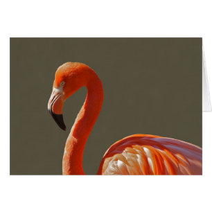 Härlig rosa-röd flamingofågel hälsningskort