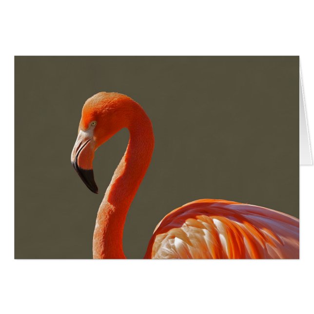Härlig rosa-röd flamingofågel hälsningskort (Framsidan Horizontal)