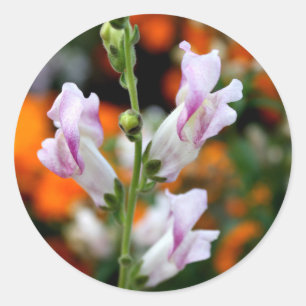 Härlig Snapdragon blommadesign Runt Klistermärke