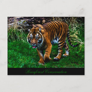 Härlig Sumatran tiger Vykort
