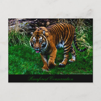 Härlig Sumatran tiger Vykort