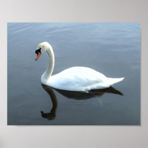 Härlig svanreflexionsaffisch poster