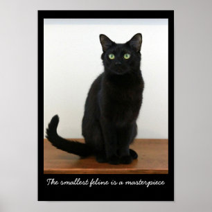 Härlig svart katt poster