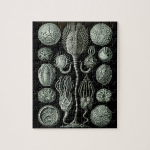 Härlig svartvit cystoid fossilbild pussel