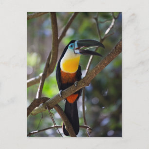Härlig toucan fågel i ett trädnaturlandskap vykort
