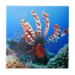 Härlig tropisk Lionfish Kakelplatta