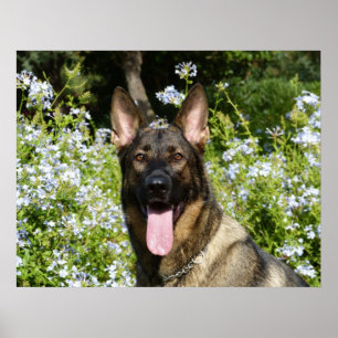Härlig tysk herdehund poster