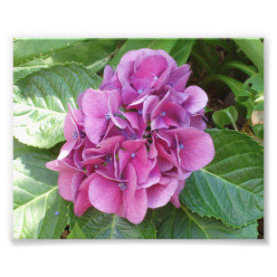 Härlig vanlig hortensia fototryck
