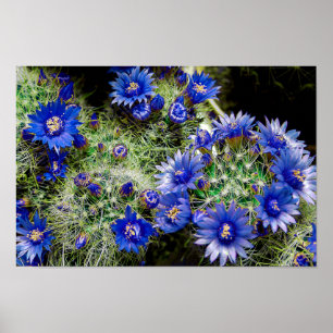 Härlig växt för blåttblommarkaktus poster