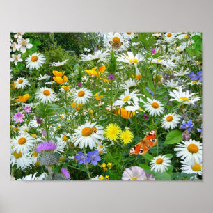 Härlig vildblomma- och fjärilsäng poster