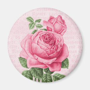 Härlig vintagerosa ros magnet
