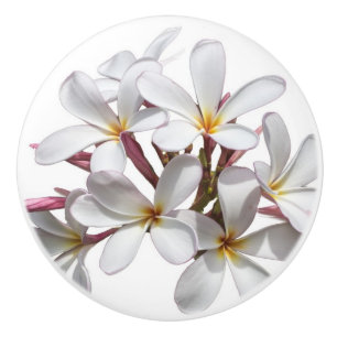 Härlig vitplumeria- eller Frangipaniblomma Knopp