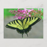 Härlig vykort 6 för tigerSwallowtail fjäril