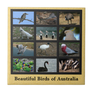 Härliga fåglar av Australien Collage Kakelplatta