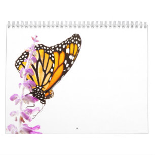 Härliga fjärilar kalender