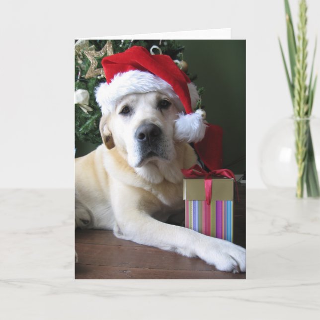Härliga gula Labrador Santa Helgkort (Framsida)