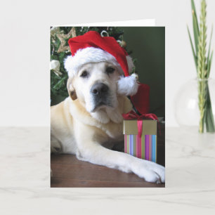 Härliga gula Labrador Santa Helgkort