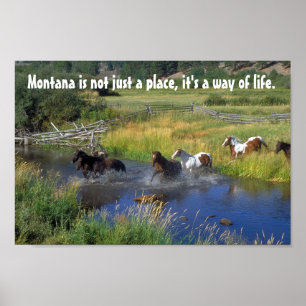 Härliga hästar korsar ett berg strömmer poster