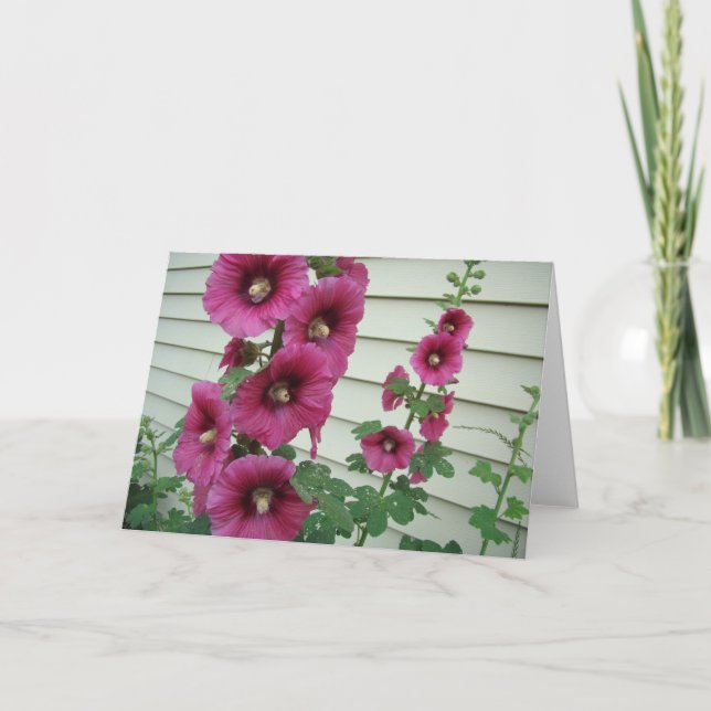 Härliga Hollyhocks Kort (Framsida)