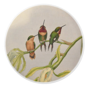 härliga hummingbirds knopp