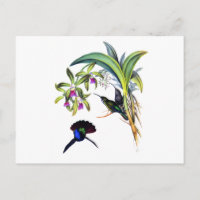 Härliga Hummingbirds och purpurfärgade Orchids