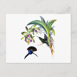 Härliga Hummingbirds och purpurfärgade Orchids Vykort
