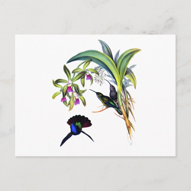 Härliga Hummingbirds och purpurfärgade Orchids Vykort (Framsida)