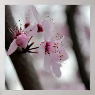 Härliga körsbärsröda blommarblommor poster