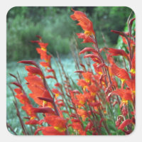 Härliga röda orange Gladiolusblommor