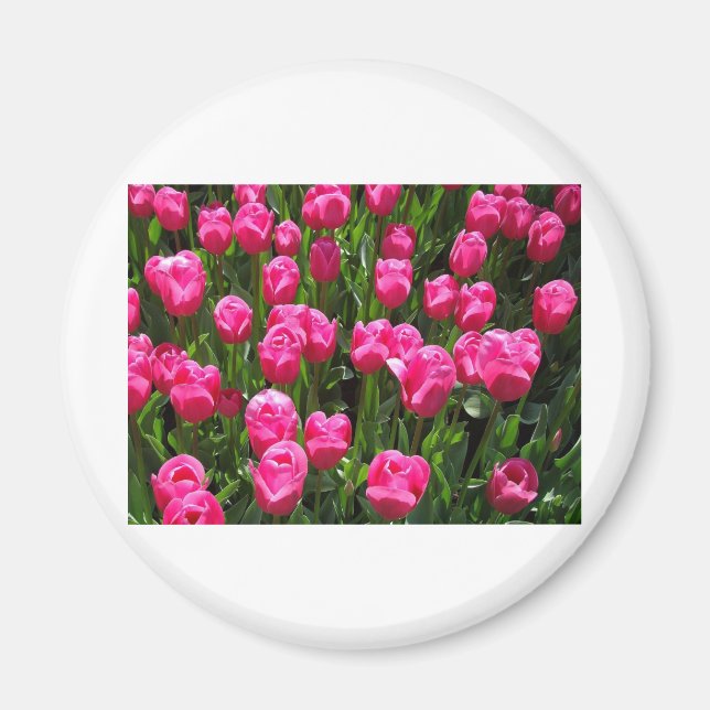 HÄRLIGA ROSA TULPAN MAGNET (Framsidan)