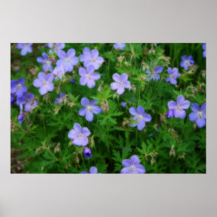 Härliga vildpelargoner poster