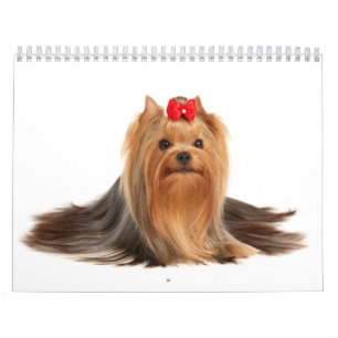 Härliga Yorkshire Terriers Kalender
