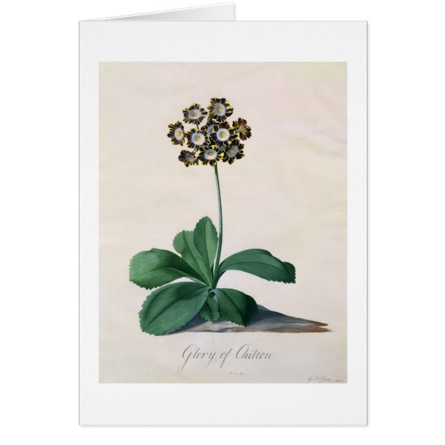 Härlighet av Chilton (gouachen på vellängpapper) Hälsningskort (Framsidan)