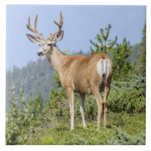 Härligt älgnaturlandskap kakelplatta