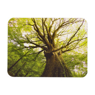 Härligt bokträdträd magnet