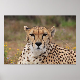 Härligt cheetahporträtt poster