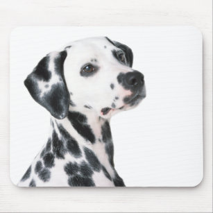 Härligt foto för Dalmatian hund, gåva Musmatta