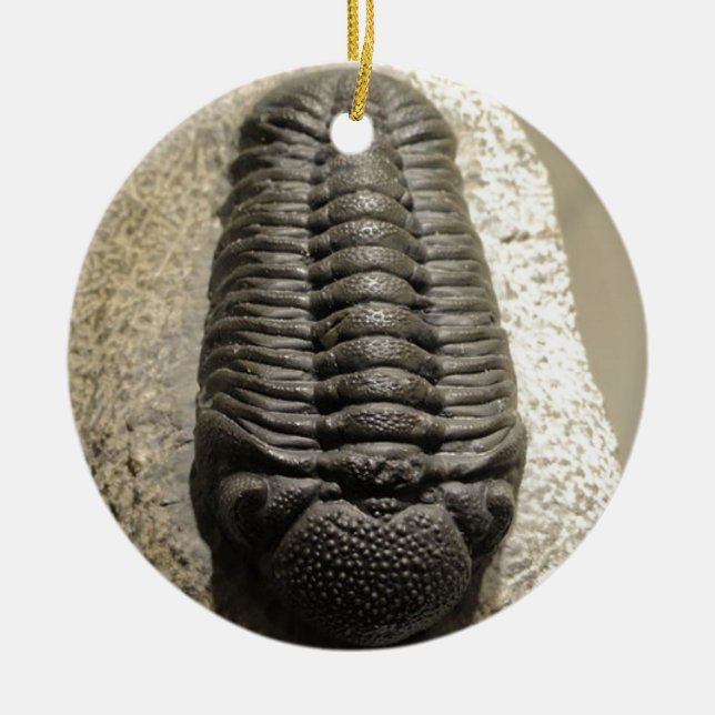 Härligt foto för Phacops trilobitefossil Julgransprydnad Keramik (Framsidan)