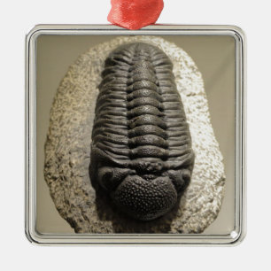 Härligt foto för Phacops trilobitefossil Julgransprydnad Metall
