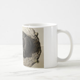 Härligt foto för Phacops trilobitefossil Kaffemugg