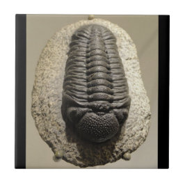 Härligt foto för Phacops trilobitefossil Kakelplatta