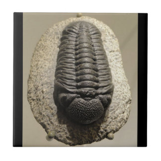 Härligt foto för Phacops trilobitefossil Kakelplatta