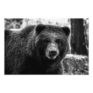 Härligt Grizzlybjörnfoto Fototryck